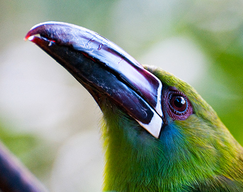 Crimson-rumped Toucanet