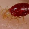 How to Avoid, Find, Get Rid of Bed Bugs, and Prevent Re-Infestations