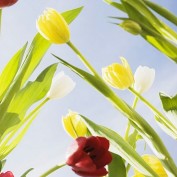 hellobloom profile image
