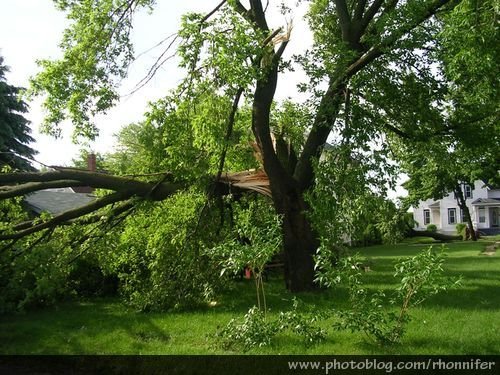 Another neighbor's fallen tree.  (Manistee, Michigan)