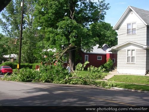 Fallen tree pulling down power lines after the storm.  (Manistee, Michigan)