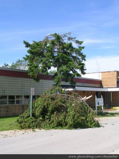 In front of Casman Alternative Academy, the top of this tree looks as though it was plucked off and set down in front of it.  (Manistee, Michigan)