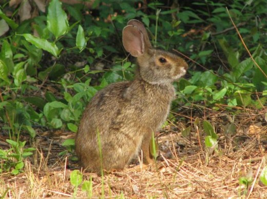 Cottontail Rabbit Freeze Defense