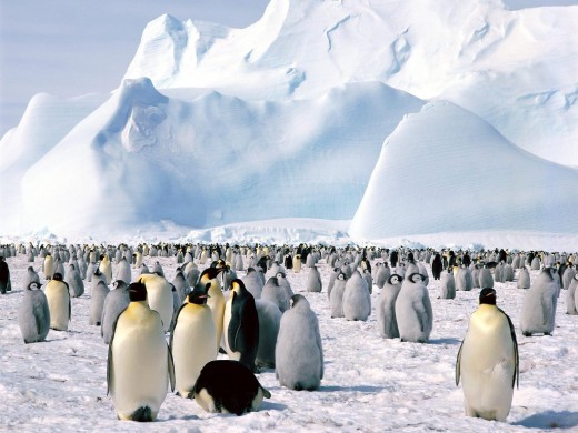 Antarctica penguins are an amazing site - especially when mating. 