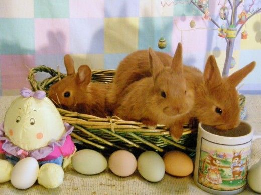 THRIANTA RABBITS from Alaska, USA c/o Sunrise Creek Farm