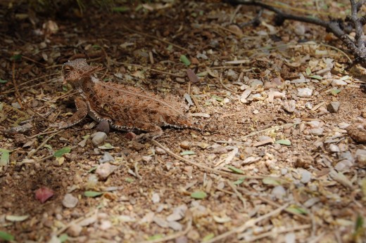 Lizard in the Gardens