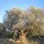 Very old olive tree