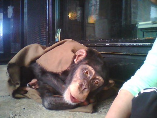 Bow wakes up easily if something interesting is going on