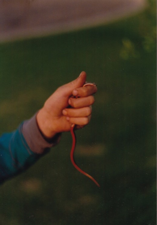 Here's an actual example of a snake I identified by using the above Reptile and Amphibian Field Guide. It's a red-bellied snake I caught as a child in Minnesota in the late 1980's.