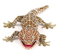 The notoriously irritable Tokay Gecko (Gecko gecko)