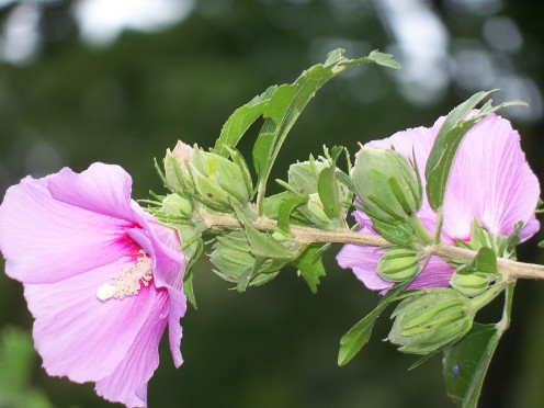Rose of Sharon Flower