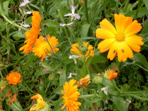 some of my garden calendula plants with their usual insects flying around. I grow them with night scented stock for evening scent.