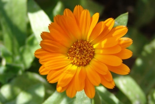 calendula officinalis