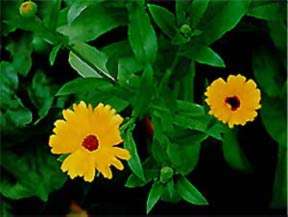 calendula officinalis