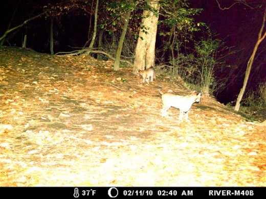 Our habitat shelters both predator and prey. (Captured with the old M40.)