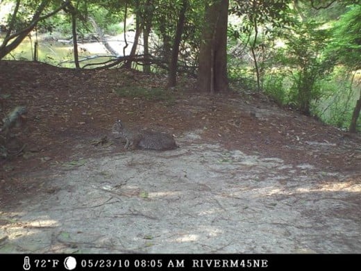 We need predators like the Bobcat to help keep the raccoon population under control.