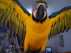 Blue and Gold Macaw Facts