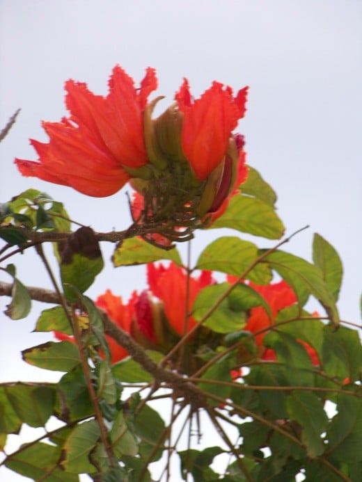 Beautiful wild red flower.
