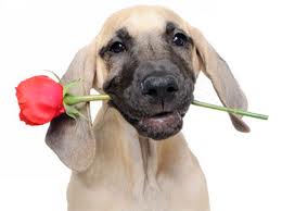 Americans Have a Love Affair With Their Pets