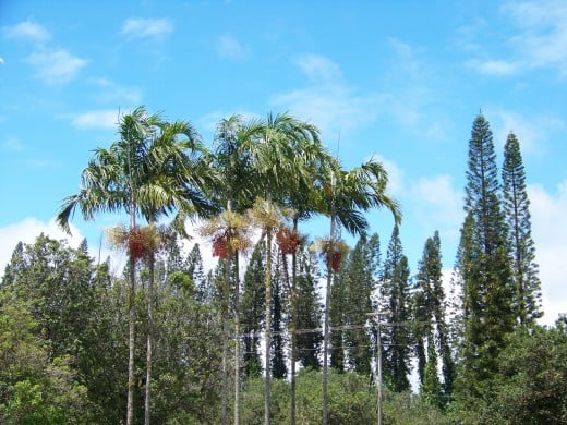 Driving by and saw these palm clusters. I love palms!