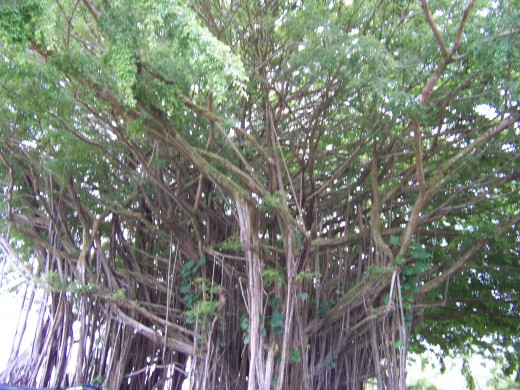 You saw these trees quite often, strange; instead of a trunk it's like a cluster of sticks. HUGE