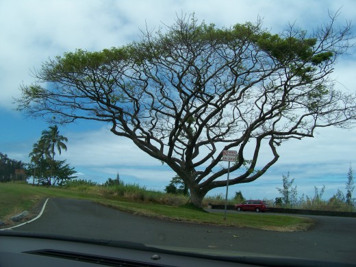 I love this unique tree