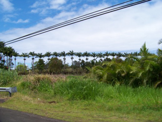 Powerlines and palm lines.