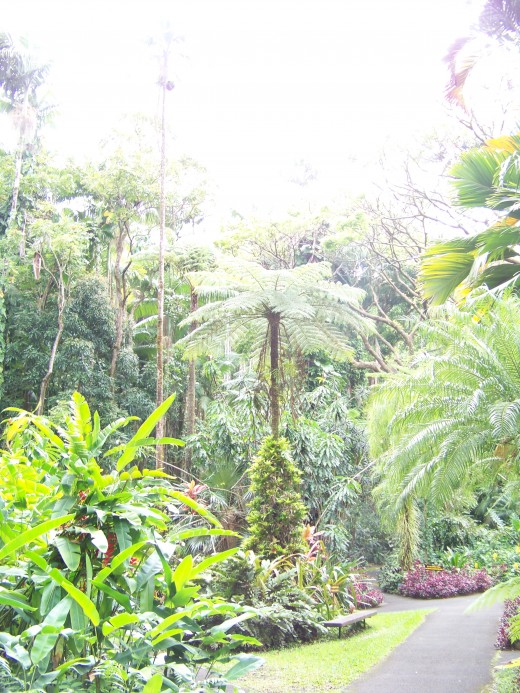 Rain forest trail