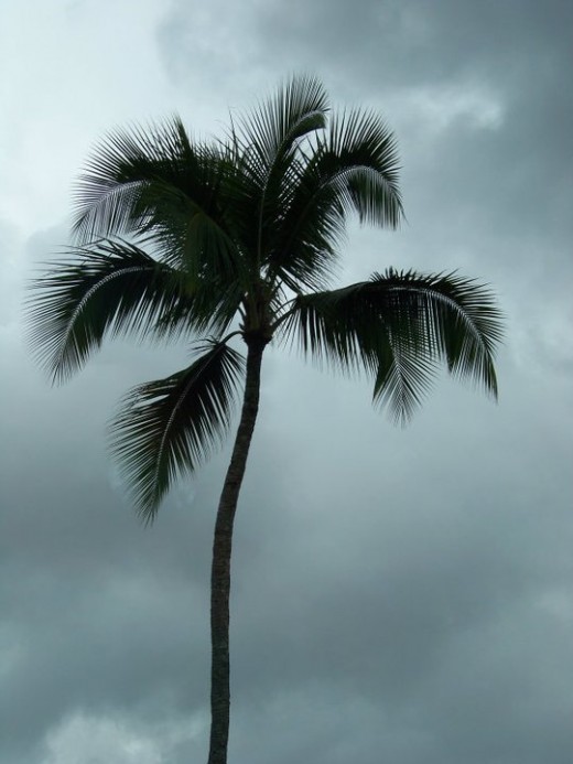 Palm on a cloudy day.