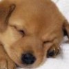 Mrs Cookie profile image