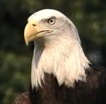 Bald Eagle Head