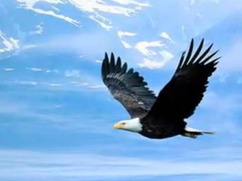 Eagle Flying in the Sky