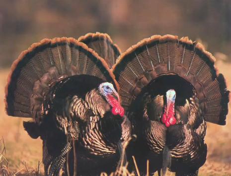 Turkey Birds