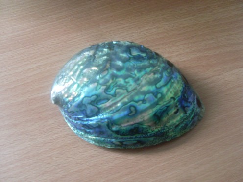Paua shell