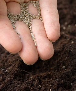 Small seeds are often broadcast or scattered. Some require light in order to germinate. If you're unsure about planting requirements, check the directions on the seed packet. 