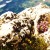 Alpine flowers blooming amidst rocks Alpine flowers blooming amidst rocks