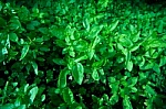 Basil