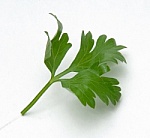 Parsley