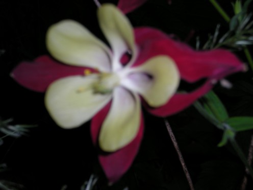 Columbine