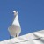 A gull rests on the awning of Kalkies A gull rests on the awning of Kalkies