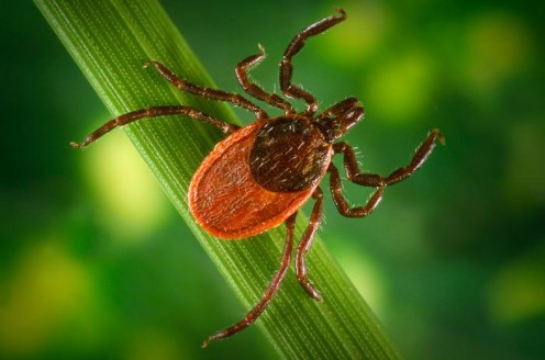 Tick that carries Lyme Disease
