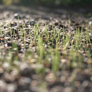 Scotts turf builder grass seed germinating
