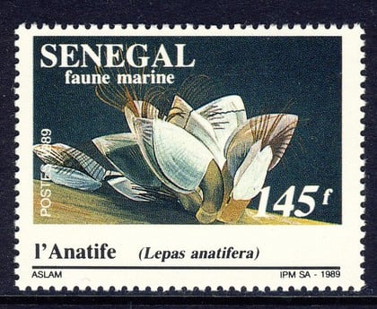 Goose Barnacle on Postage Stamp