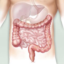Intestinal Parasites may offer protection from colitis, asthma and other common ailments.