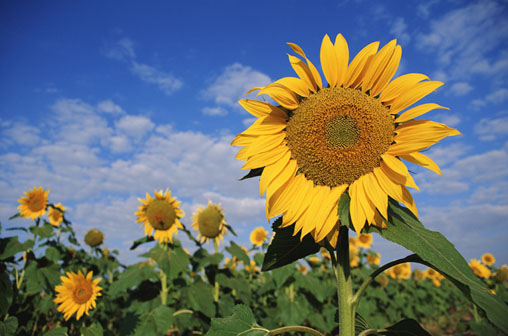 sunflower