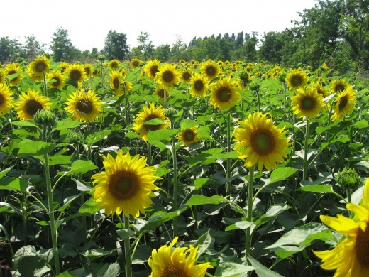 field of sunflowers