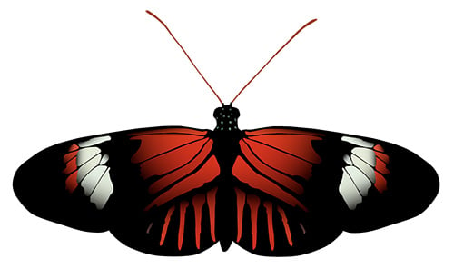 Heliconius Postman Butterfly