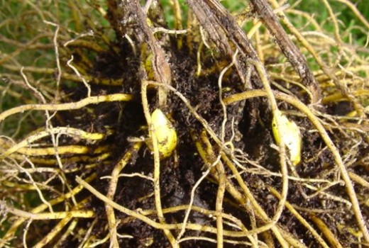 Goldenseal Root