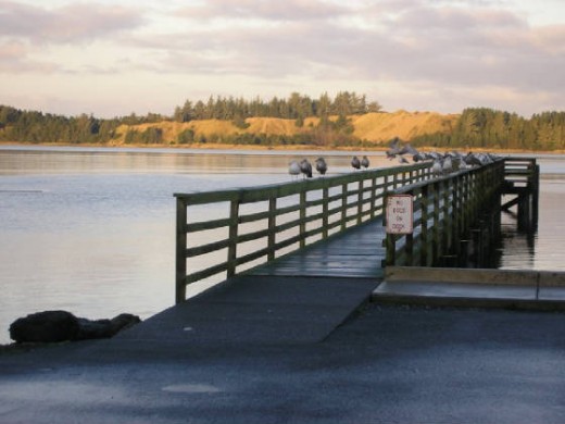 From this dock which is two blocks from my property you can catch crab and fish.