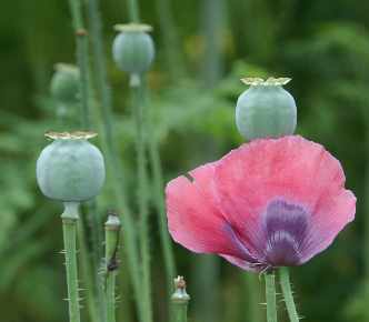 planting poppies